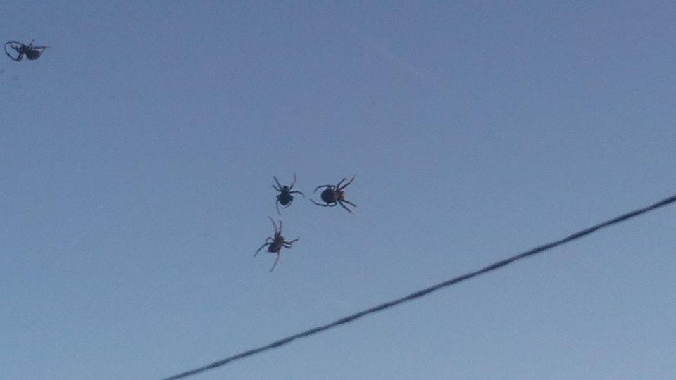 Invasión de arañas en Baradero