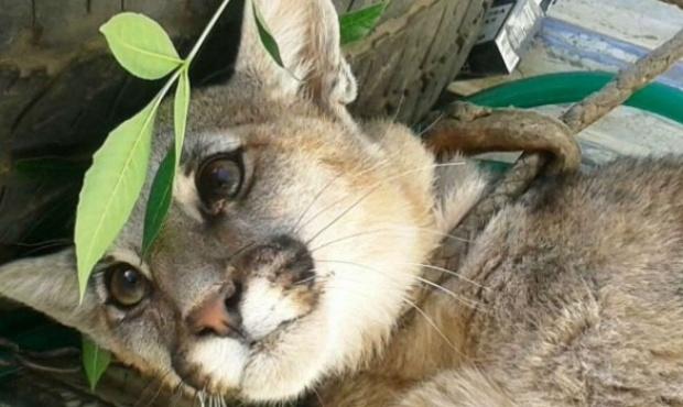 Rescataron a un puma desnutrido y lastimado en el norte de Córdoba
