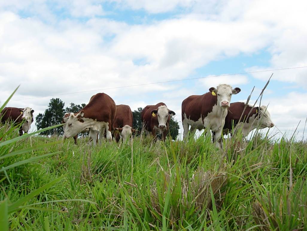 INTA: Capacitación sobre ganadería y pasturas