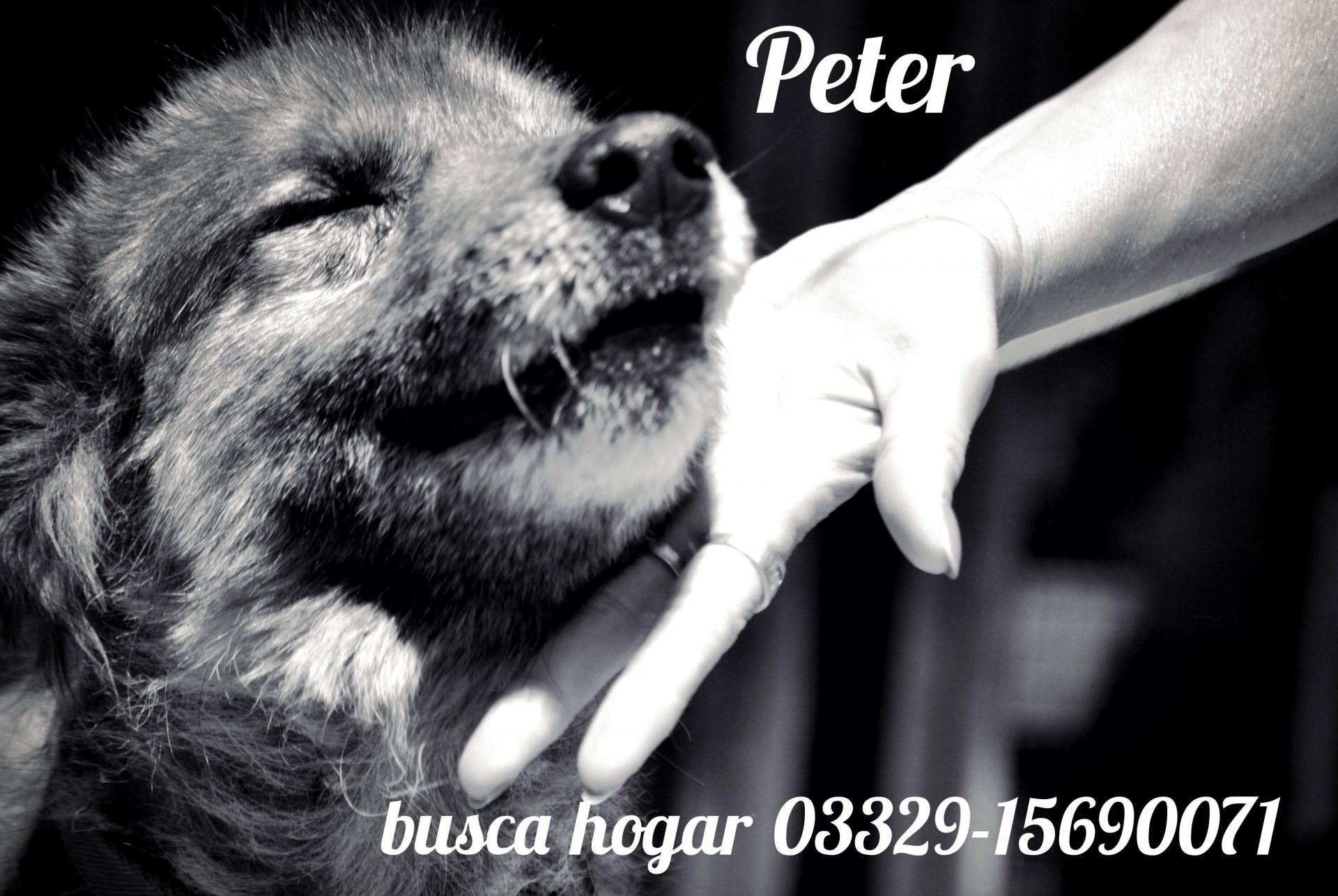 La historia de Peter