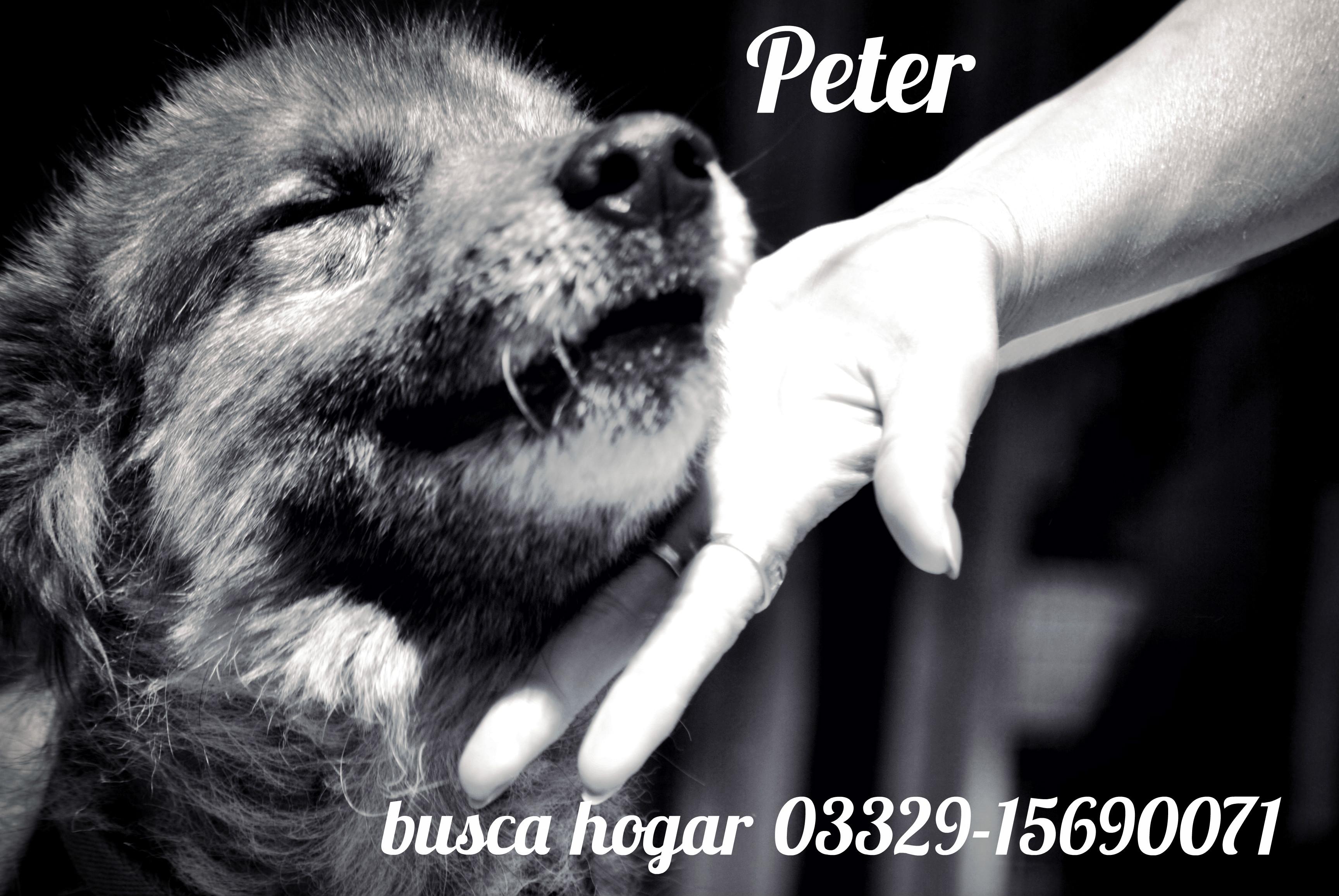 La historia de Peter
