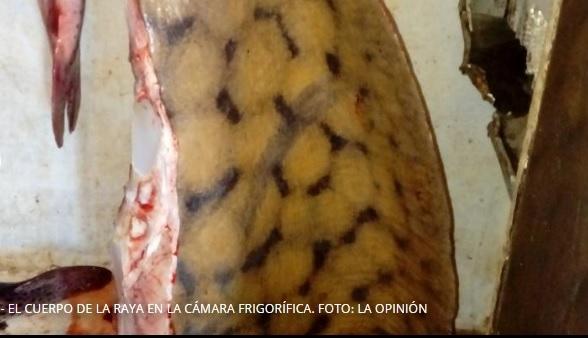 Pescaron una raya de más de 100 kilos