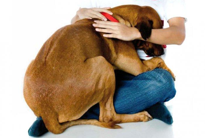Recomendaciones para cuidar a nuestras mascotas en las fiestas