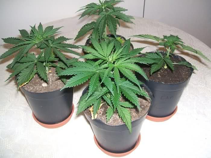 Aprehendido por cultivar marihuana