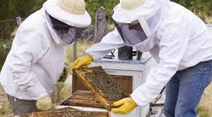 Inscripción y renovación del Registro Nacional de Productores Apícolas