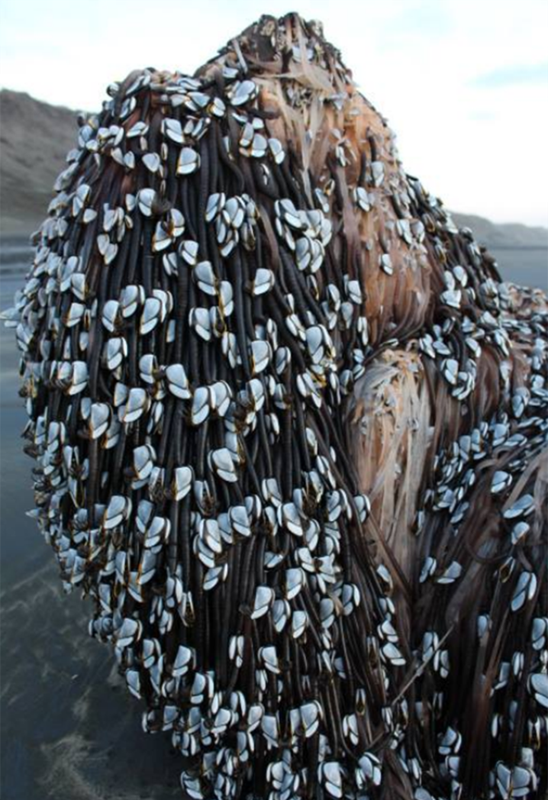 Caminaba por una playa paradisíaca y se encontró con «el monstruo de Muriwai»
