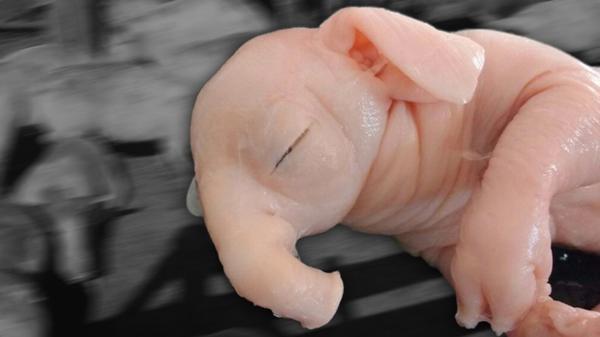 Nació un «chanchofante» en Pergamino: la desconfianza de la ciencia