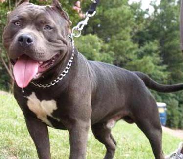 Dos mujeres fueron mordidas por un perro Pitbull
