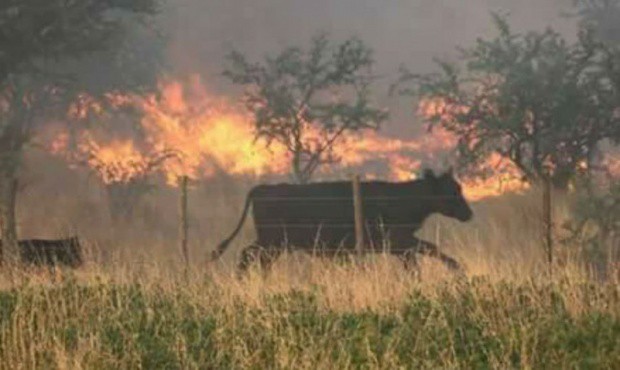 Los incendios en La Pampa dejaron más de 960 mil hectáreas quemadas