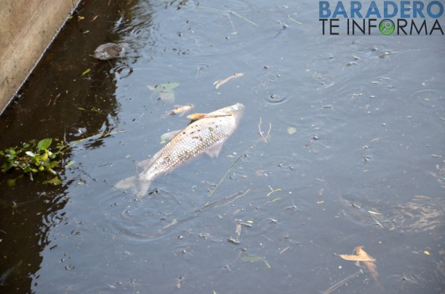 Mortandad de peces en el río Baradero