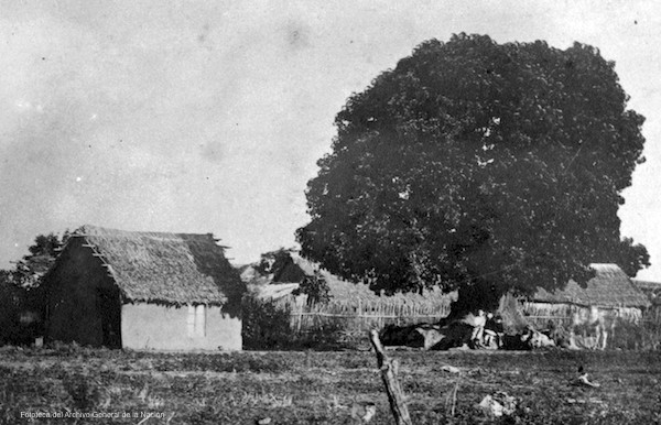 ¿Por qué el ombú es el árbol nacional?