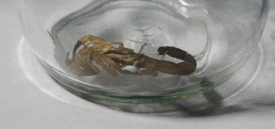 Encontraron alacranes venenosos en San Pedro
