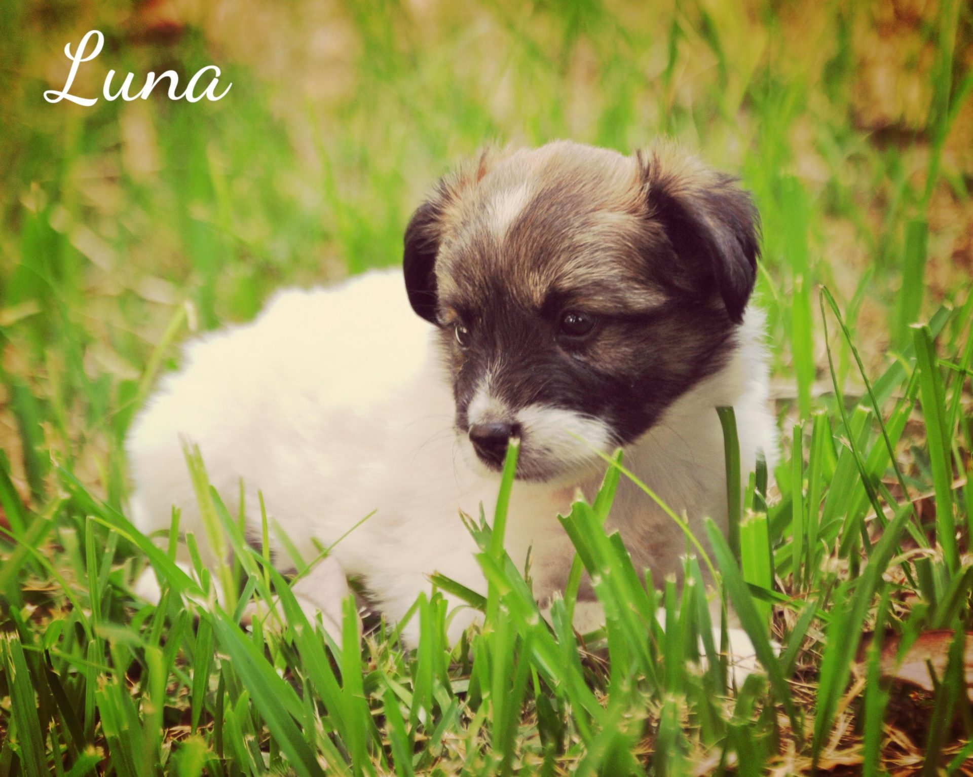 Bellezas en adopción