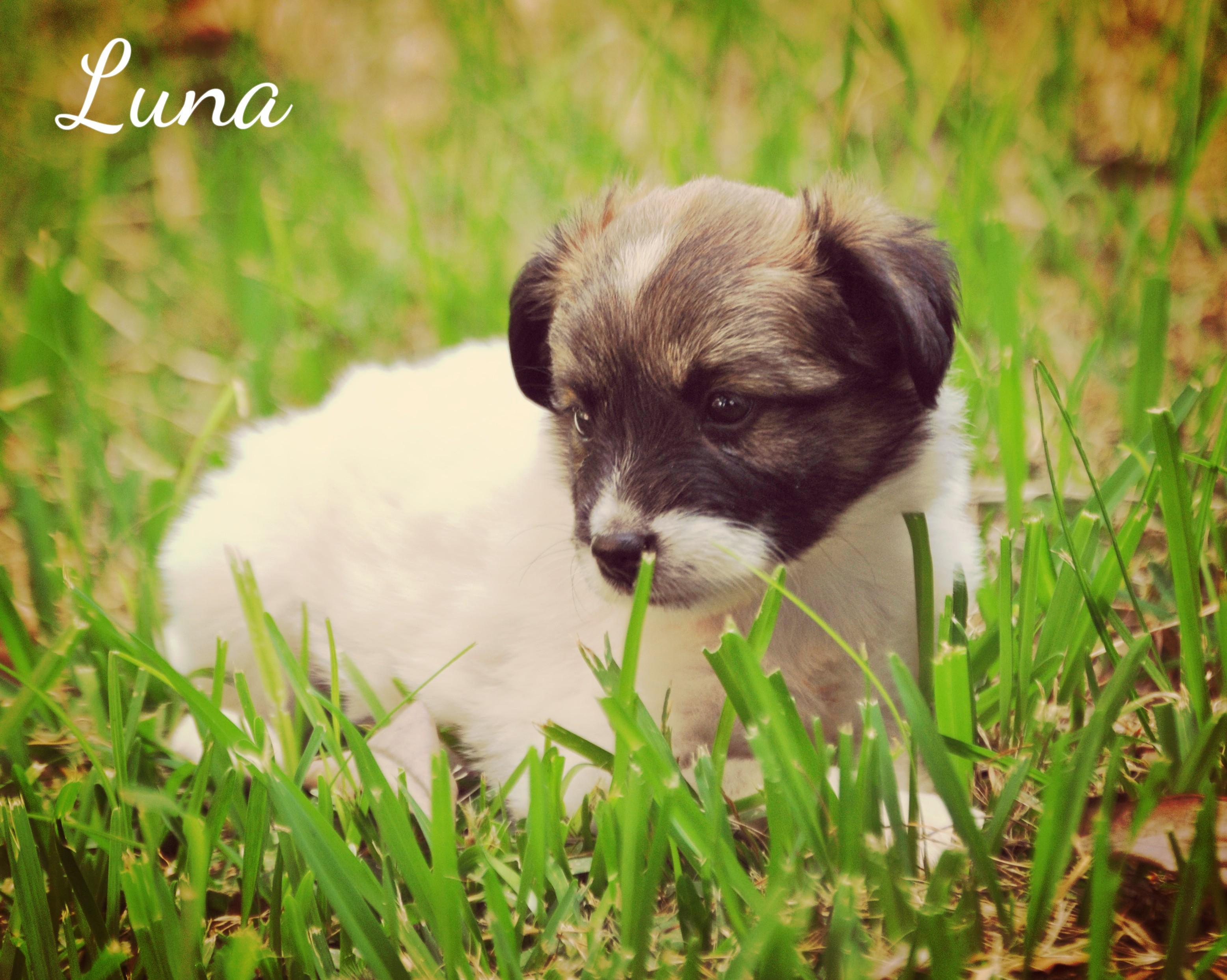 Bellezas en adopción