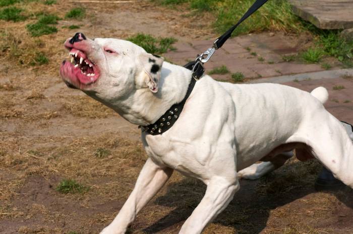 Un motociclista fue atacado por un perro