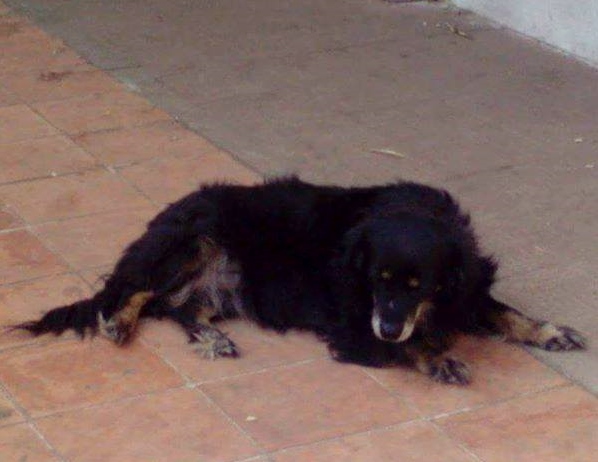Buscamos a Olivia