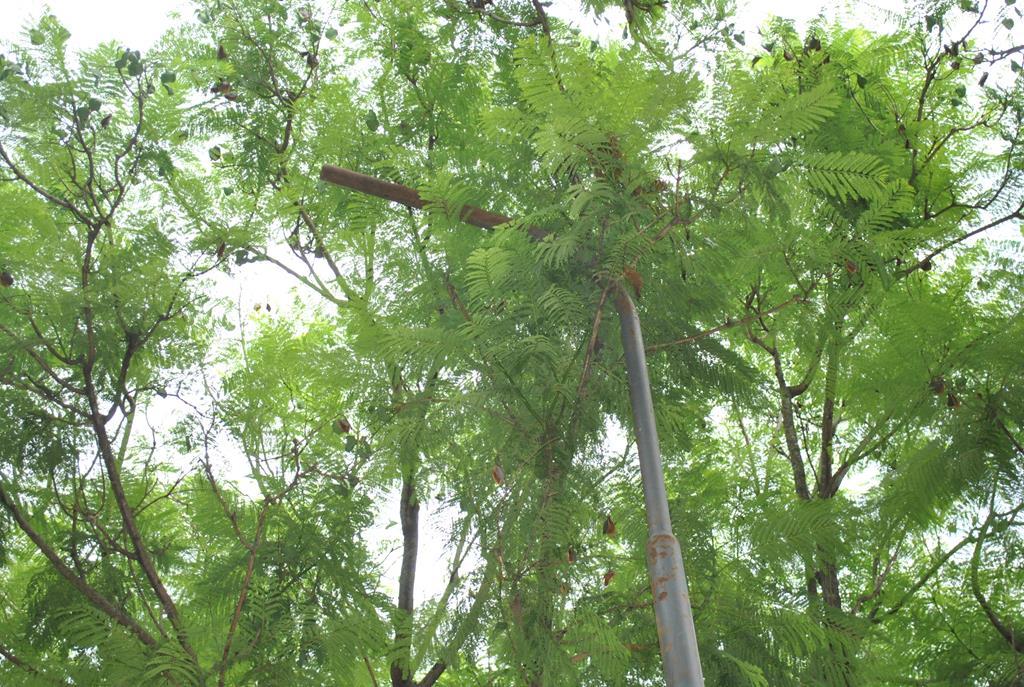 Colocación de columnas de electricidad en la Plaza Mitre