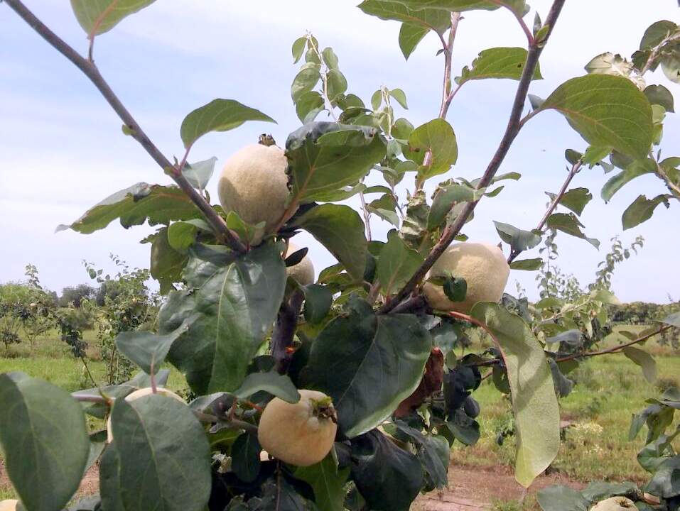 Membrilleros en San Pedro