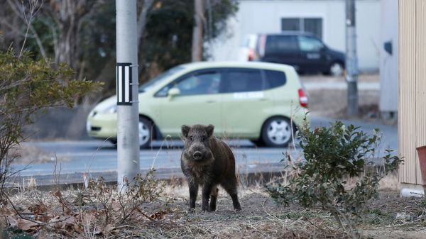 Cómo son los jabalíes radiactivos de Fukushima, el nuevo drama que acosa a la ciudad