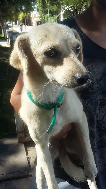 Perra encontrada