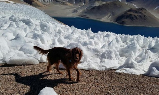 Romeo, el perro escalador que quiere entrar en el Guinness