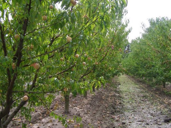 INTA: Yemas y carozos para viveristas