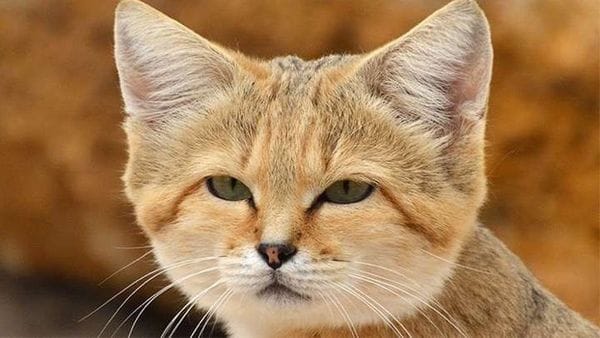 La extraña raza de gatos que nadie puede domesticar