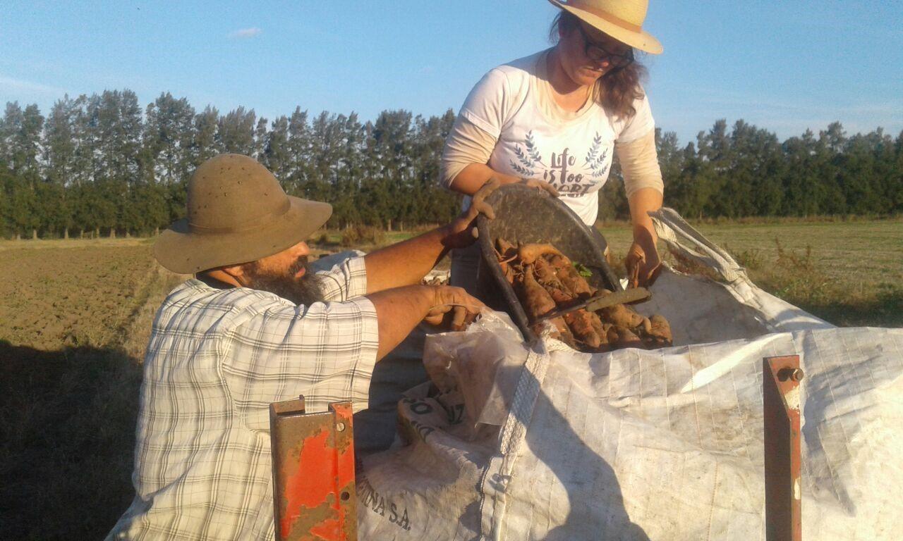 Este finde “las batatas sabrosas” llegan a Buenos Aires