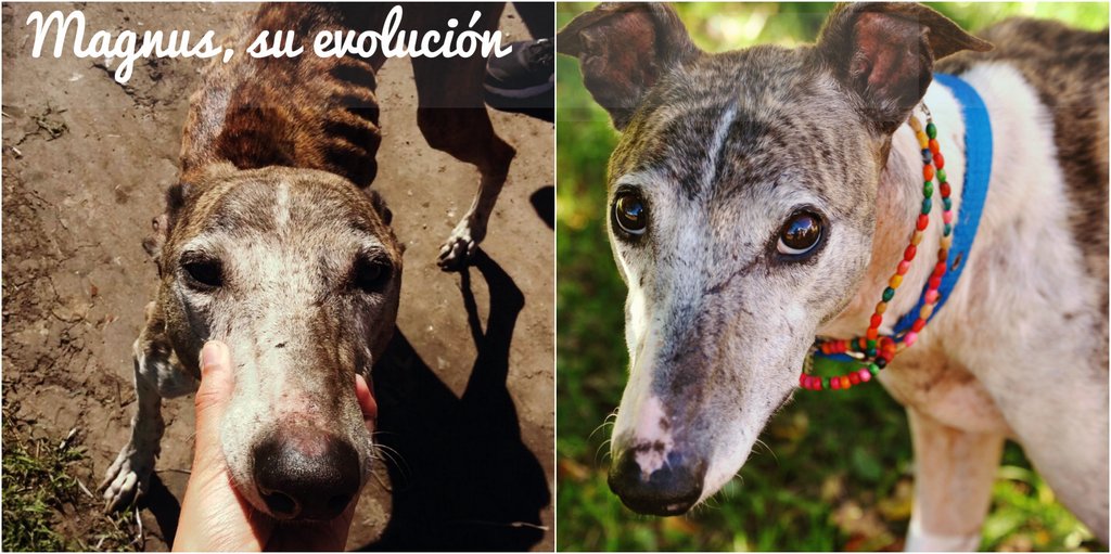 Magnus, un galgo