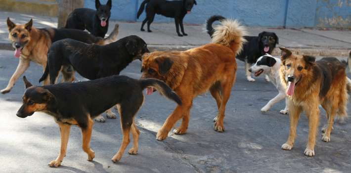 Denuncian a ciudadanos chinos por el robo, la matanza y el consumo de perros