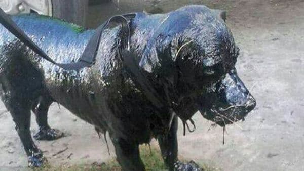 La emotiva historia de «Petro», el perro cubierto de brea