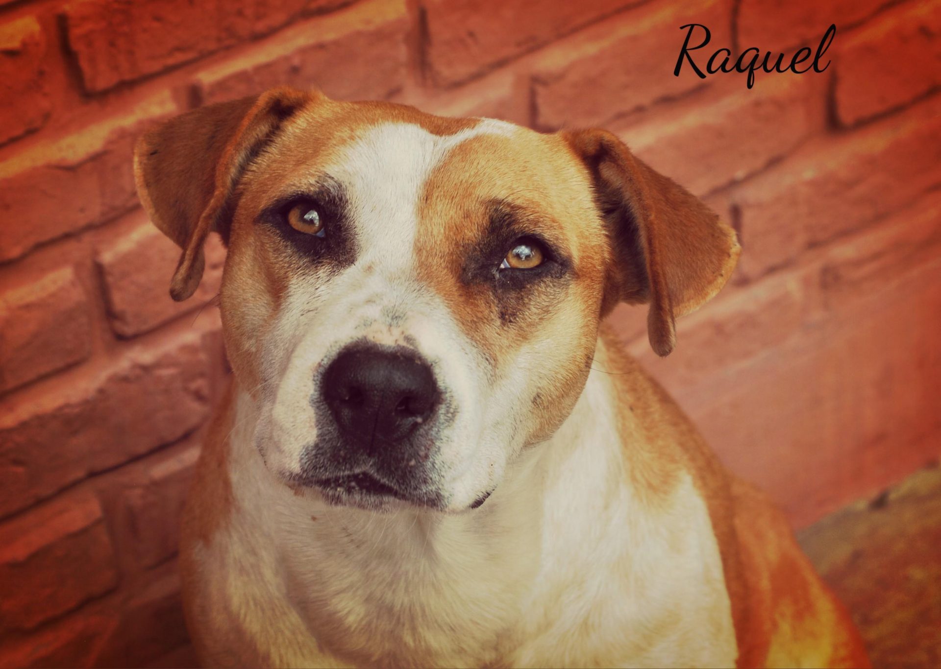 Ella necesita un hogar