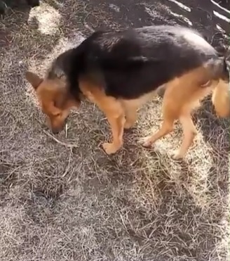 Zamba volvió a caminar gracias a la cirugía practicada por el Veterinario Davio
