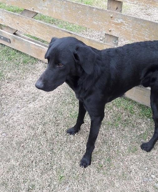 Perro encontrado