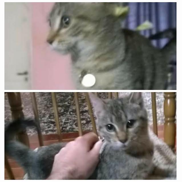 Se encontró esta gatita