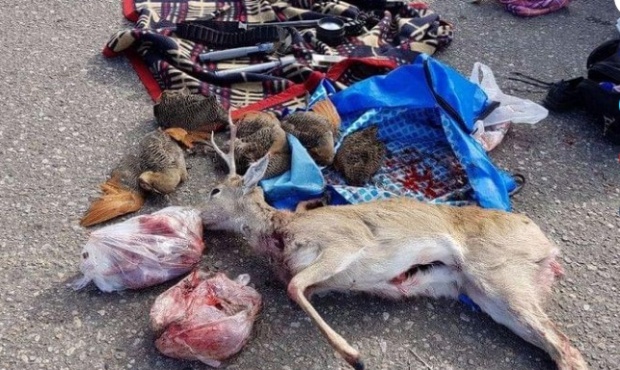 Será multado por matar a una especie en extinción