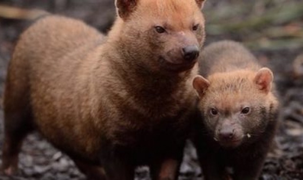 Una especie considerada extinguida apareció en Misiones