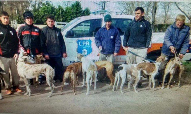 En campos bonaerenses, hallan galgos que son estimulados y obligados a cazar