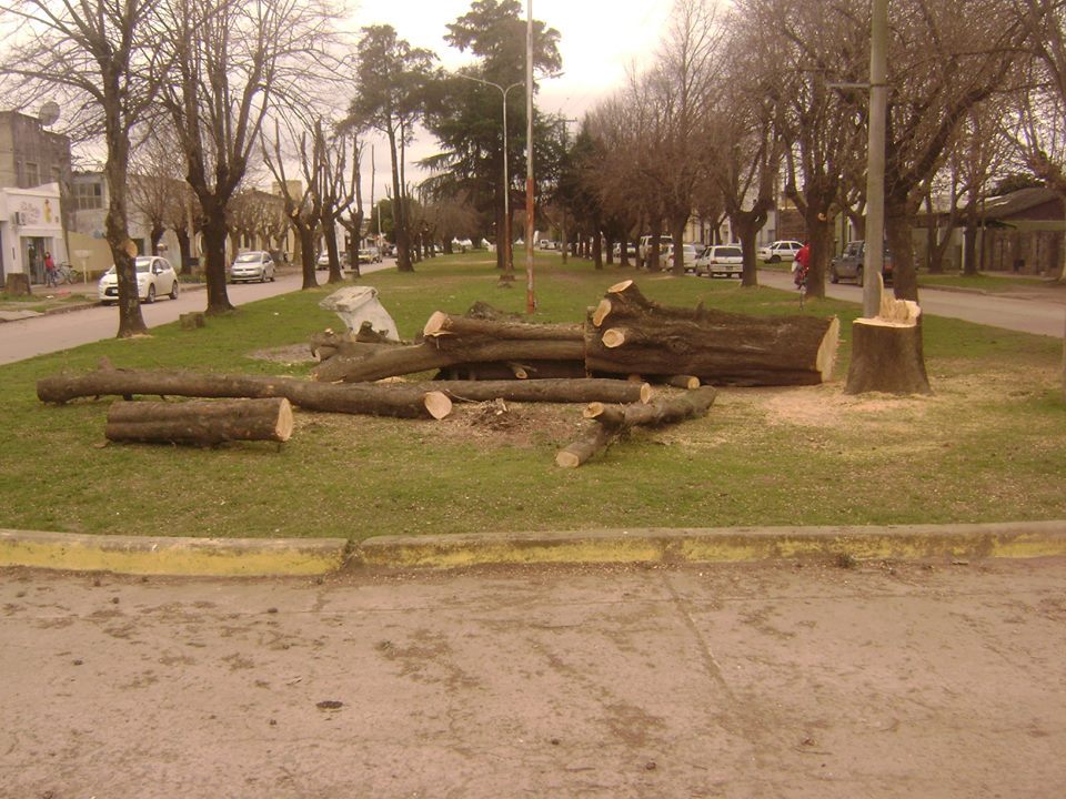 La caída de un grande. Una casuarina menos en el bulevar