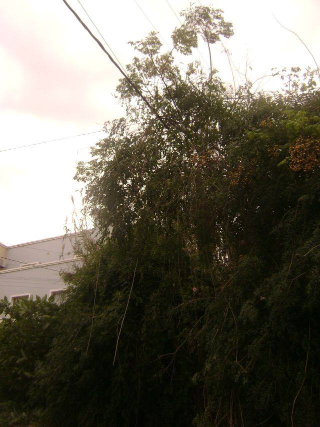 Peligroso. Un árbol amenaza cortar cables