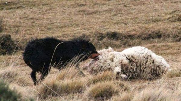 Temor en Ushuaia por los ataques de perros salvajes