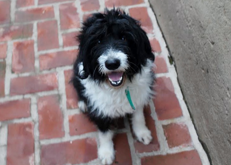 Se encontró este perrito