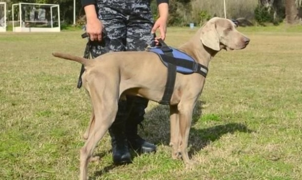 Bruno, el perro que nuevamente fue clave en una investigación