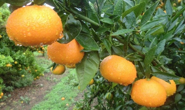 Agrotoxicos: una nena comió una mandarina y murió por una sustancia prohibida en el país