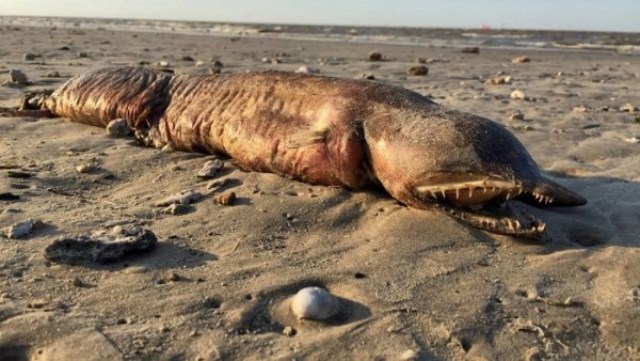 Monstruosa criatura aparece tras el paso del huracán Harvey y nadie sabe qué es