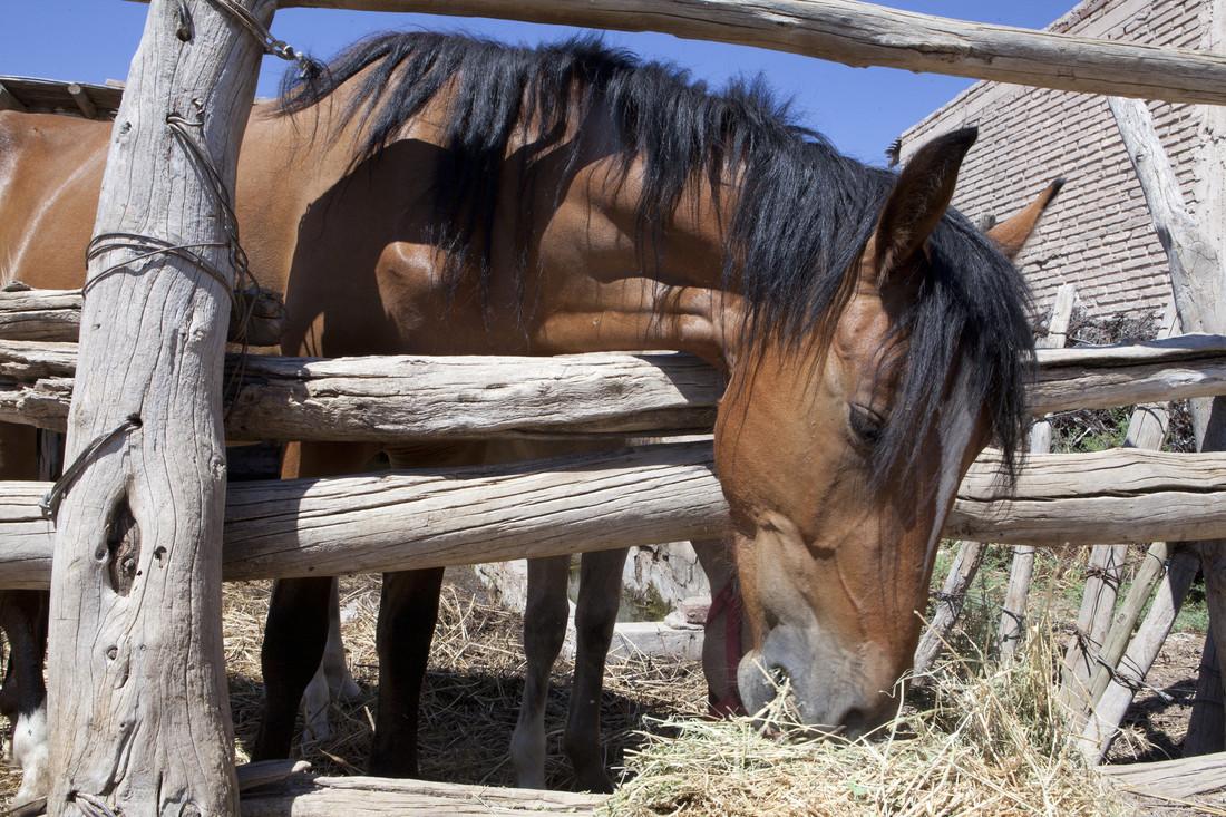 Senasa presente en la 73° Peregrinación a Caballo a Luján