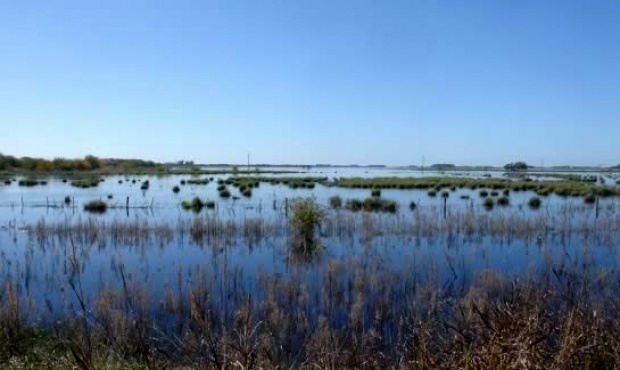 En el oeste bonaerense, se anticipa un período con muchos mosquitos