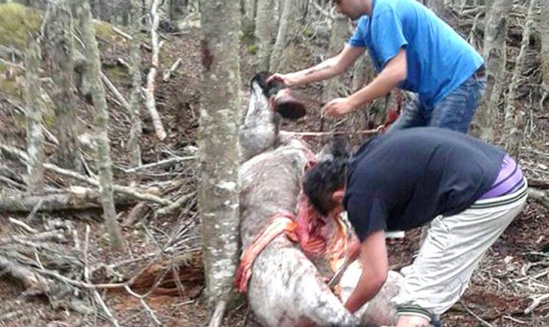 Denuncian a una Jueza de Ushuaia que niega la defensa de un caballo ultimado a mazazos