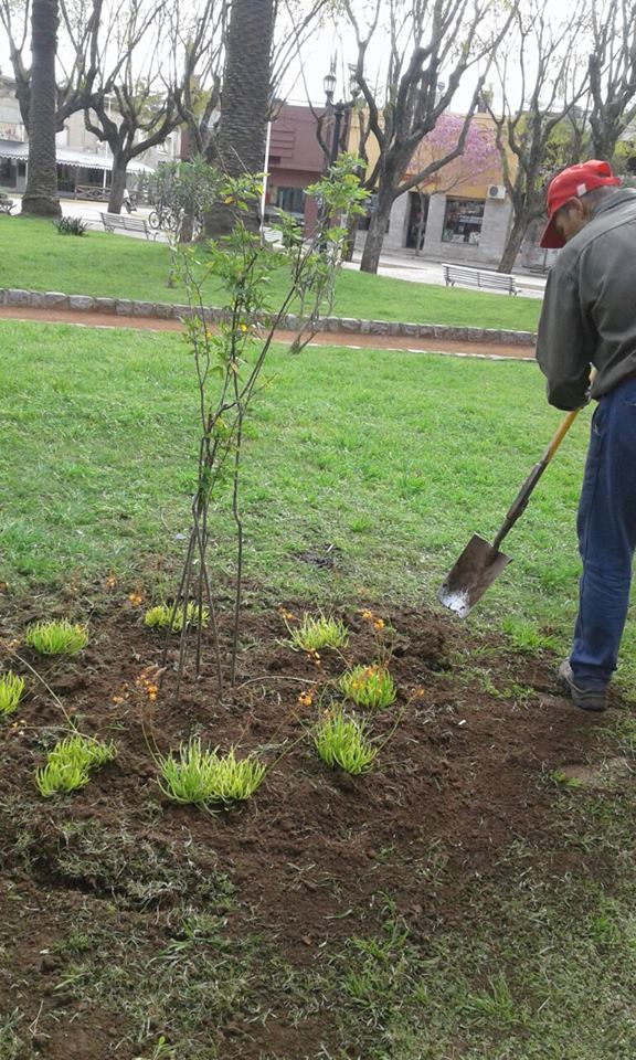 Producción de plantines en el Vivero Municipal