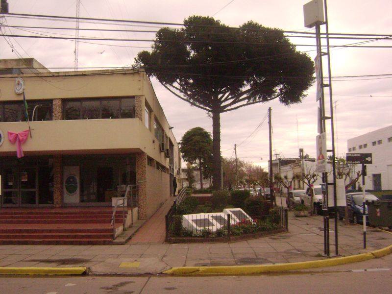 El Pehuén. Un árbol histórico en la esquina del palacio municipal